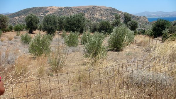 Süd-Kreta-Kreta: Agia Galini, Südkreta, 7000m2 Land mit Olivenwaldchen und Meerblick Süd-Kreta-Kreta: Agia Galini, Südkreta, 7000m2 Land mit Olivenwaldchen und Meerblick