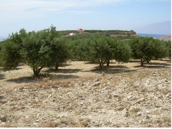 Süd-Kreta-Kreta: Pitsidia, S 