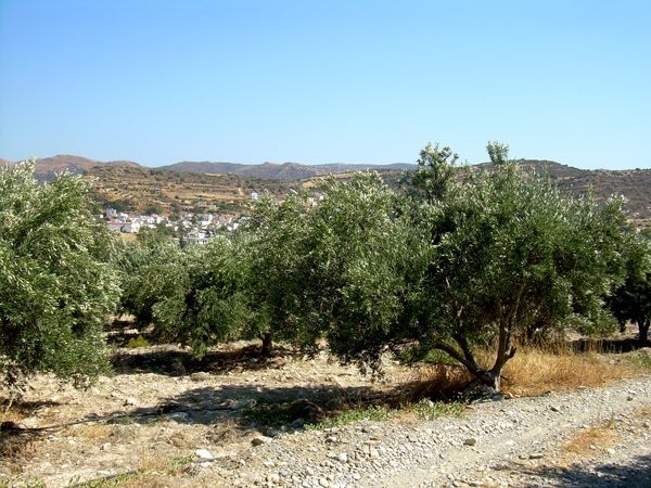 Süd-Kreta-Kreta: Pitsidia, Südkreta Süd-Kreta-Kreta: Pitsidia, Südkreta