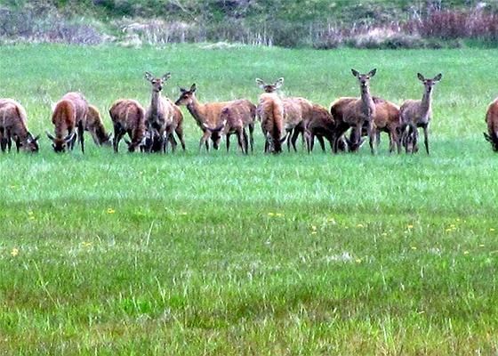 Oksbøl: Fiilsøvej 62 6840 Oksbøl 