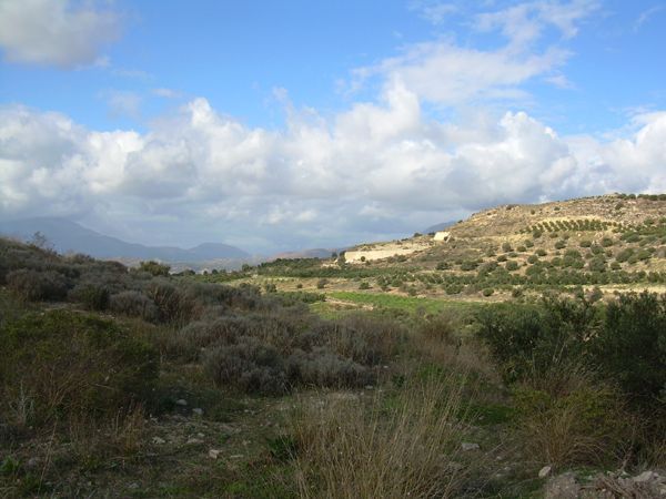 Süd-Kreta-Kreta: Grundstueck in Kalamari, Suedkreta, bewachsen mit Olivenbaeumen 