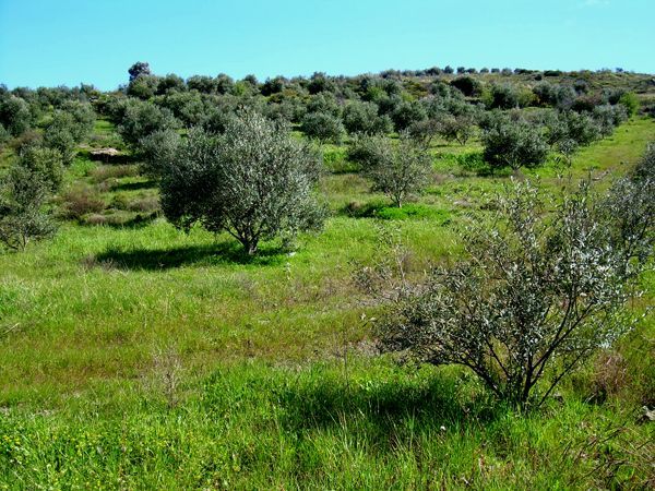 Süd-Kreta-Kreta: Listaros, S 