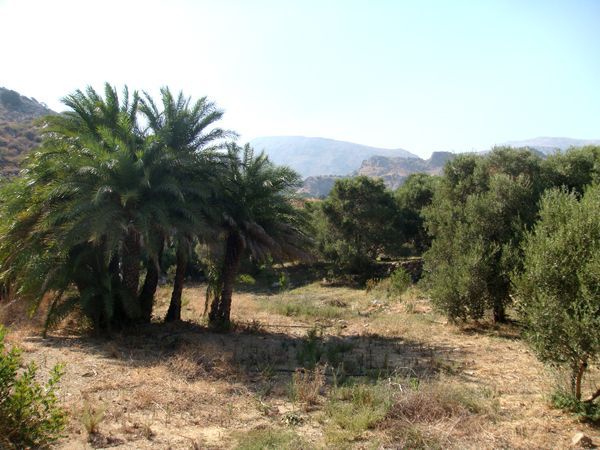 Property - Crete - For Sale 