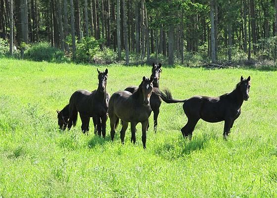 Randers SØ: Haraldsvej 60 8960 Randers SØ 