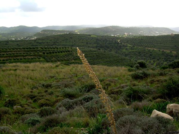 Süd-Kreta-Kreta: Kamilari, S 