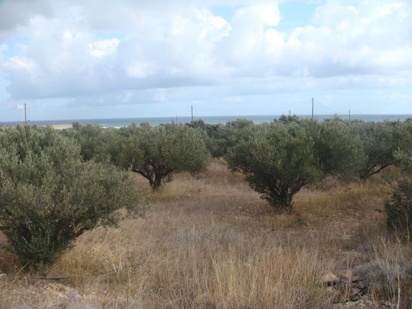 Ost-Kreta: Xirokambos, Gebiet um Zakros, Süd-Ost-Kreta Ost-Kreta: Xirokambos, Gebiet um Zakros, Süd-Ost-Kreta