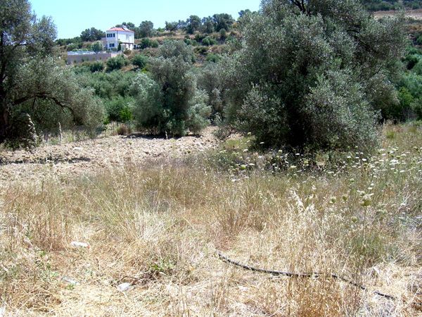 Süd-Kreta-Kreta: Kamilari, S 