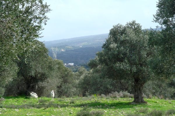 Nord-Kreta: Pigi, Rethymnon, Kreta 