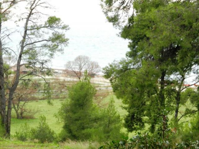 Chalkidiki - Poseidi: Einmaliges Grundstueck mit 16.000 qm neben am Meer 